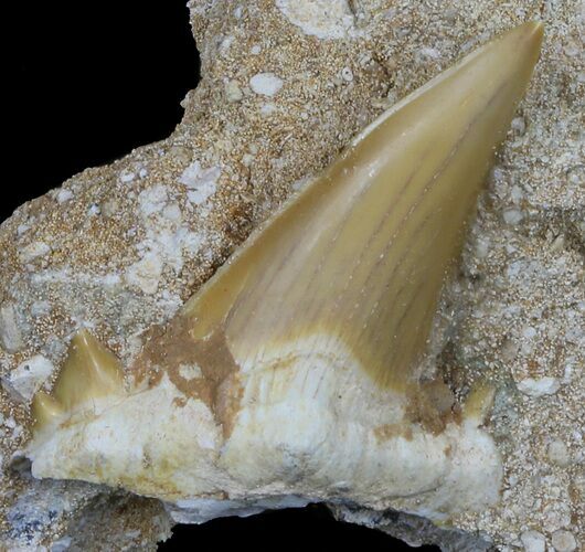 Bargain Otodus Shark Tooth Fossil In Rock - Eocene #60203